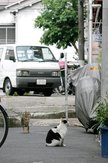 街のねこたち