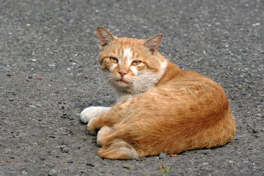 街のねこたち