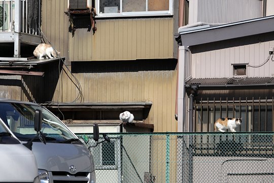 街のねこたち