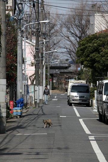 街のねこたち