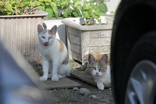 街のねこたち