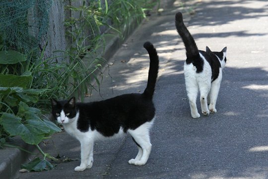 街のねこたち