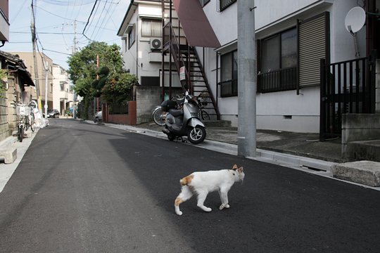 街のねこたち