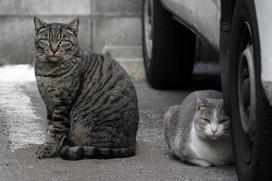 街のねこたち