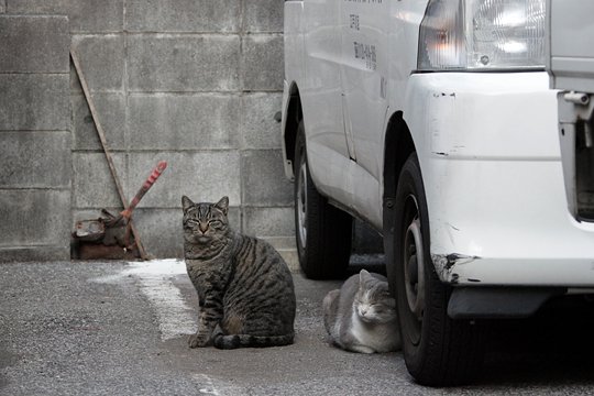 街のねこたち