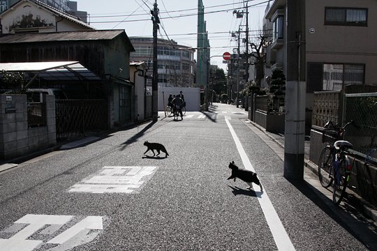 街のねこたち