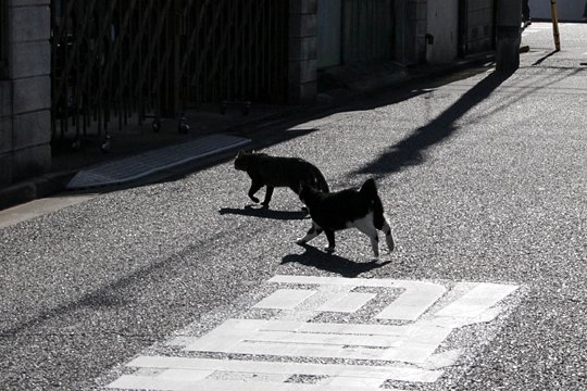街のねこたち