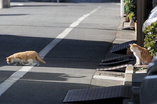 街のねこたち