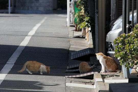 街のねこたち