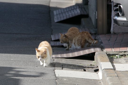街のねこたち
