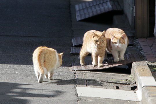 街のねこたち