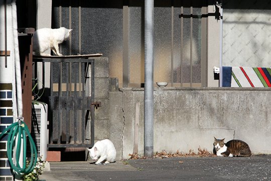 街のねこたち
