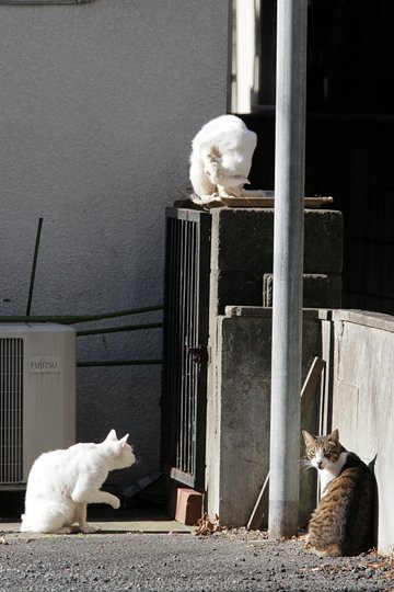 街のねこたち