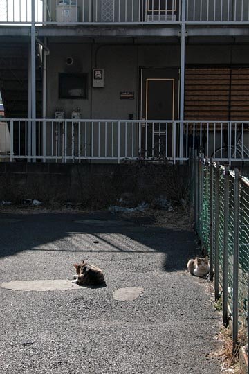 街のねこたち