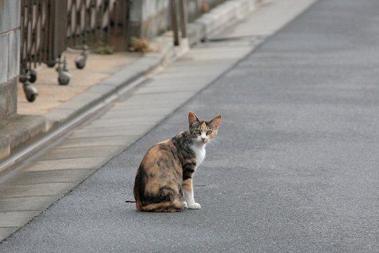 街のねこたち