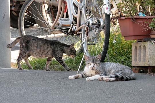 街のねこたち