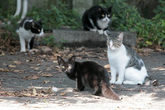 街のねこたち