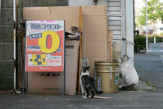 街のねこたち