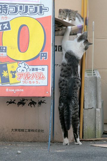 街のねこたち