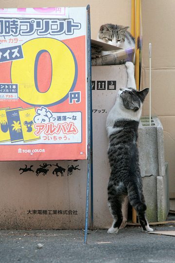 街のねこたち