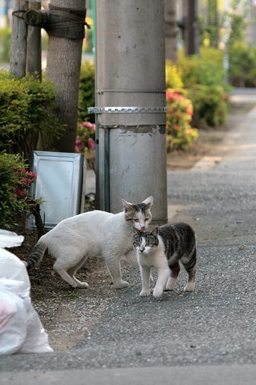 街のねこたち