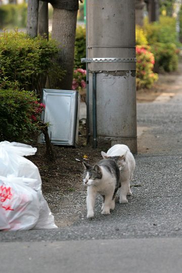 街のねこたち