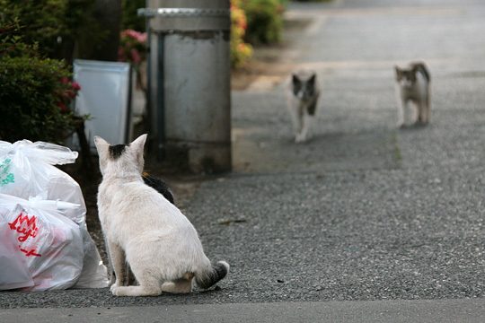 街のねこたち