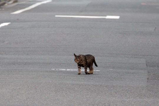 街のねこたち