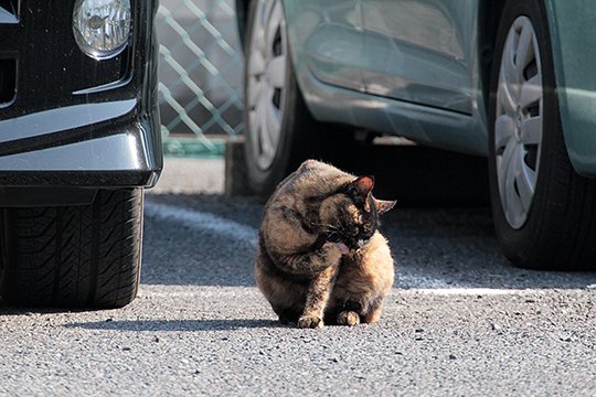 街のねこたち