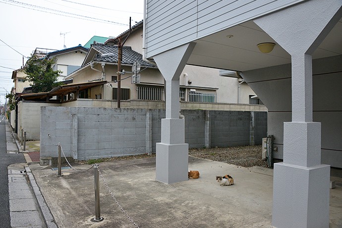 街のねこたち