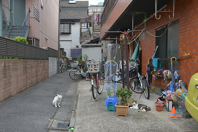 街のねこたち
