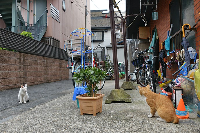 街のねこたち