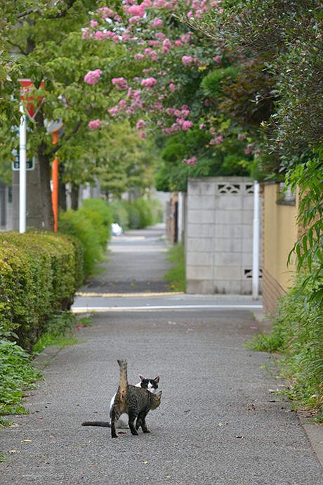 街のねこたち