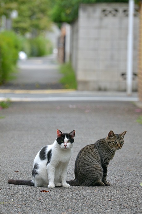 街のねこたち