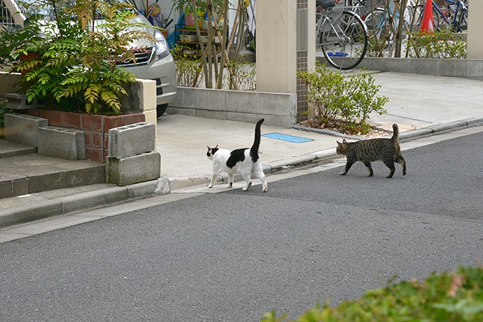 街のねこたち