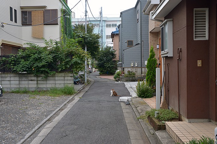 街のねこたち