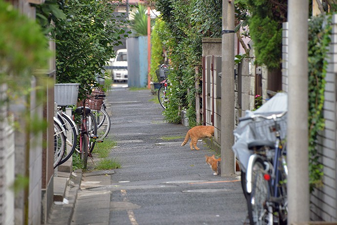 街のねこたち