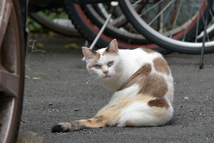 街のねこたち