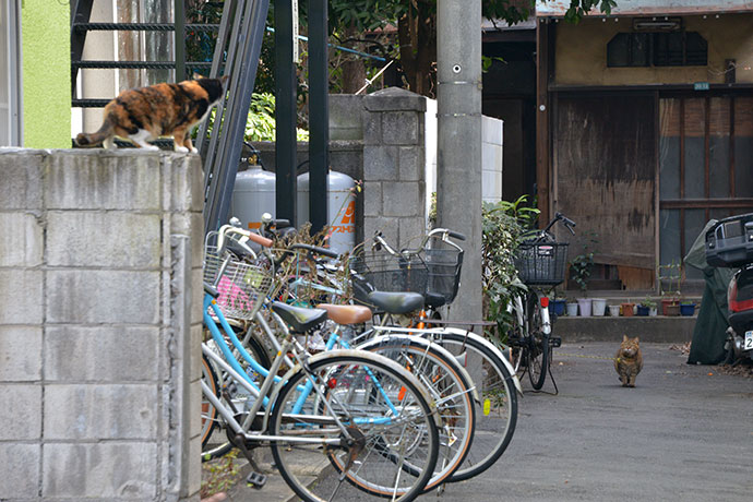 街のねこたち