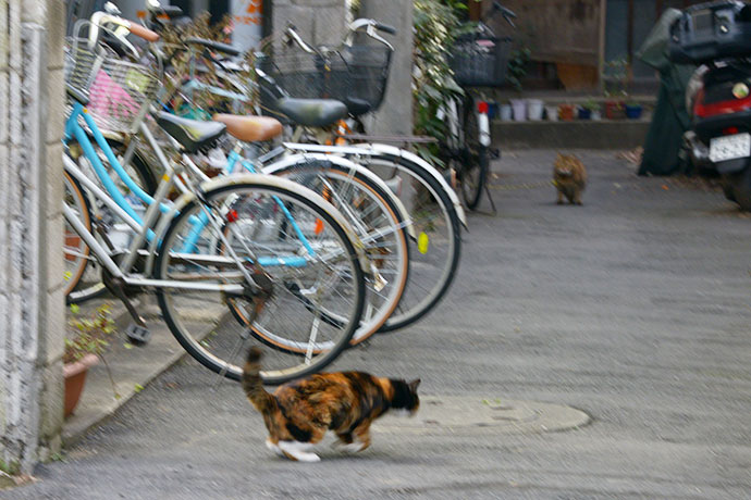 街のねこたち