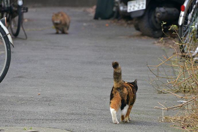 街のねこたち
