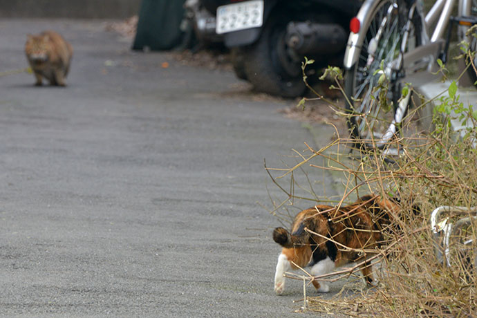 街のねこたち