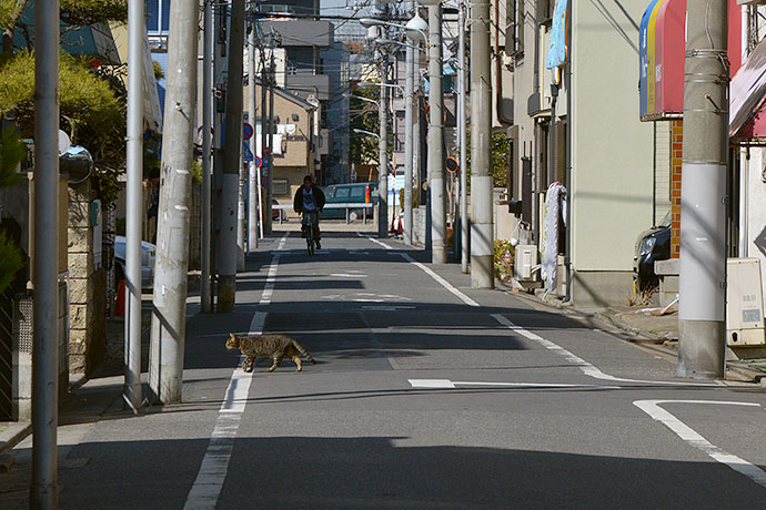 街のねこたち