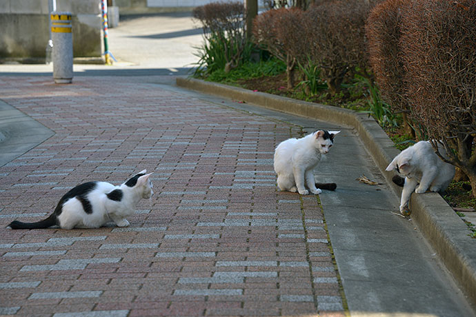 街のねこたち