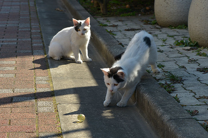 街のねこたち