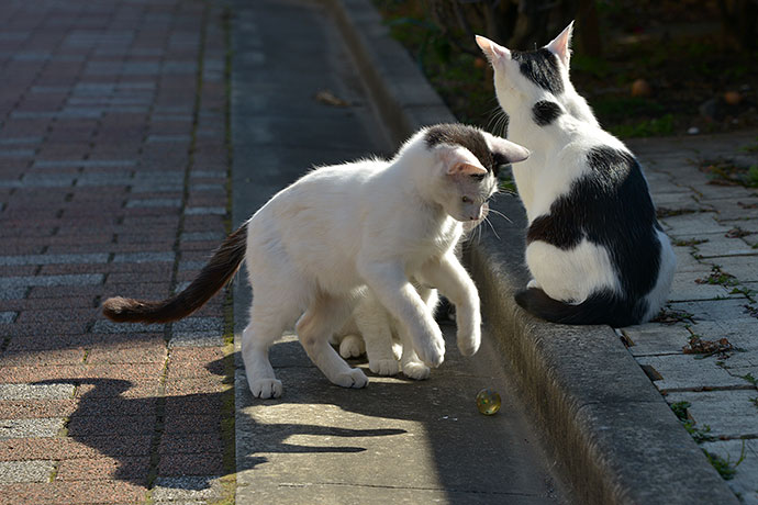 街のねこたち