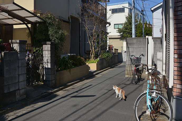 街のねこたち