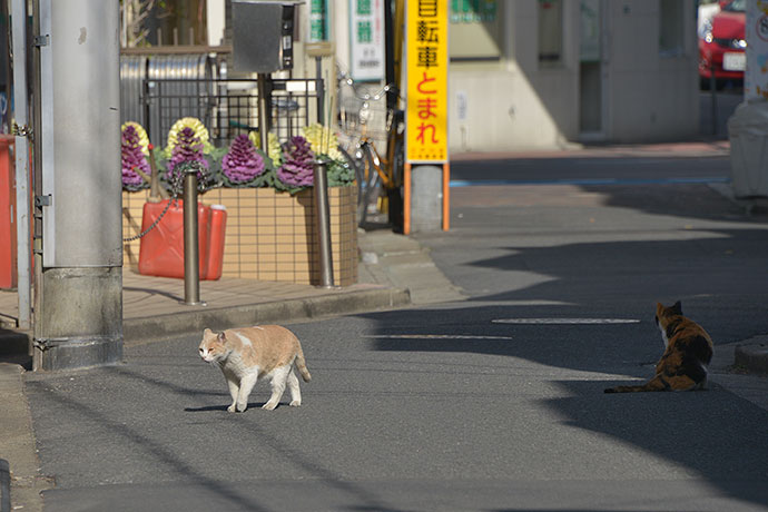街のねこたち