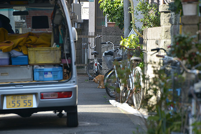 街のねこたち