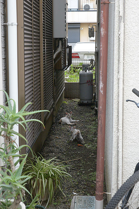 街のねこたち